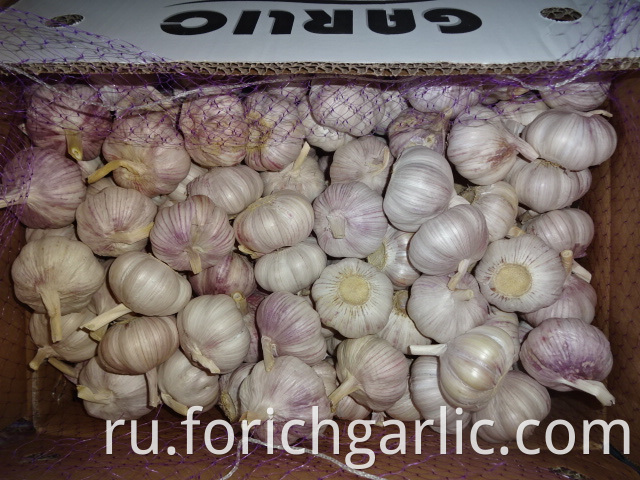 Normal White Garlic